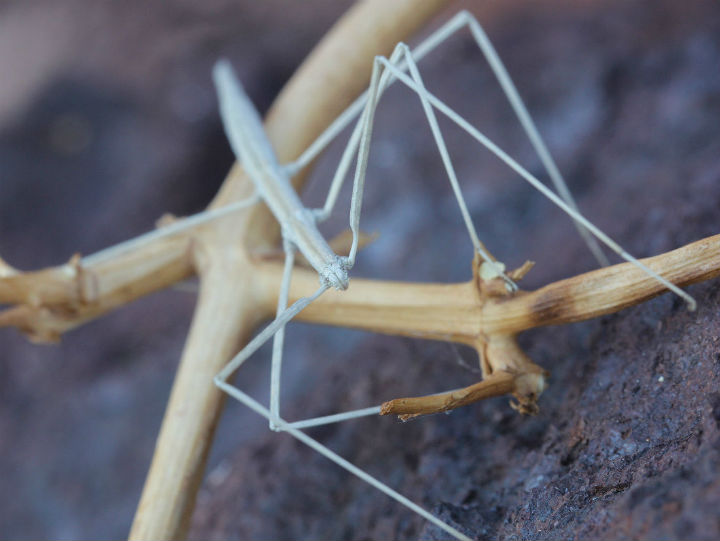 Walking Stick